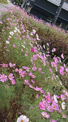 66491_コピー_コピー