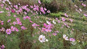 66492_コピー_コピー