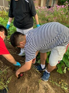 いもほり_コピー