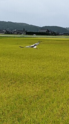 LINE_ALBUM_8-25 コウノトリと 可愛い姿_220825_0_コピー