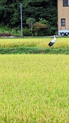 LINE_ALBUM_8-25 コウノトリと 可愛い姿_220825_1_コピー